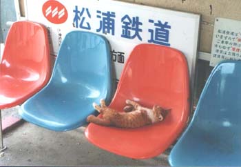 駅のベンチで昼寝中のネコ
